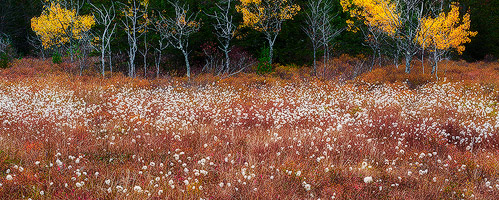 Autumn Oasis
