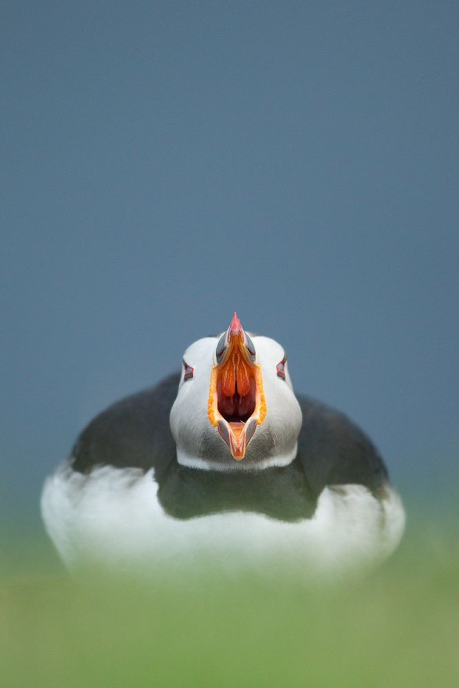 Puffin with an attitude