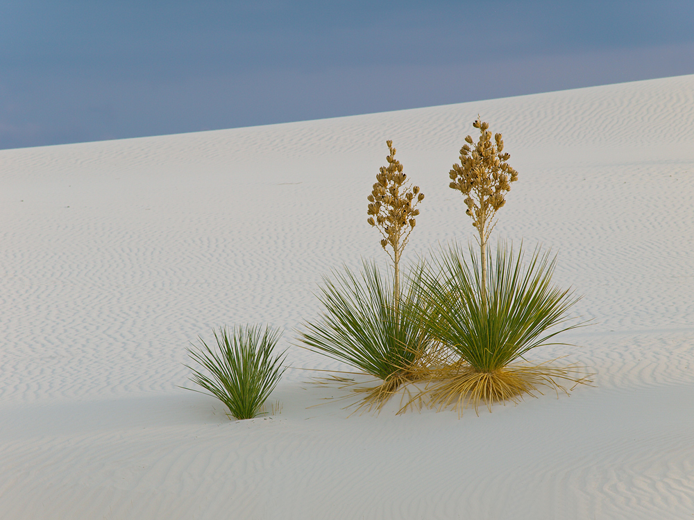 Yuccas & Dunes