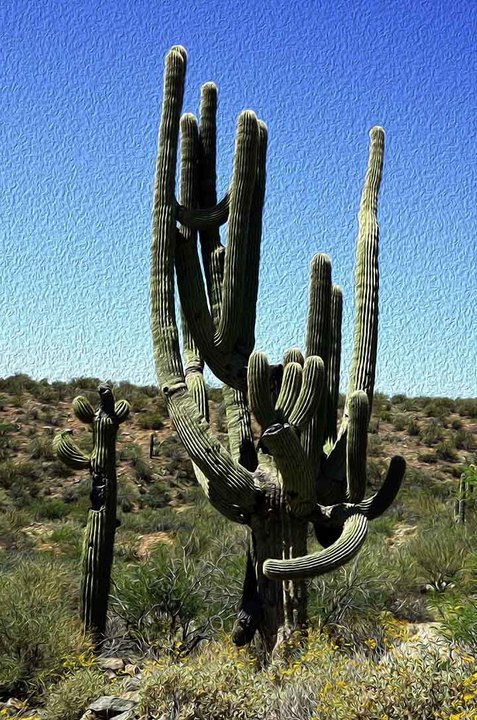 Sorora cactus
