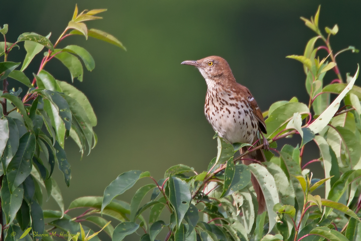 Brown Thrasher
