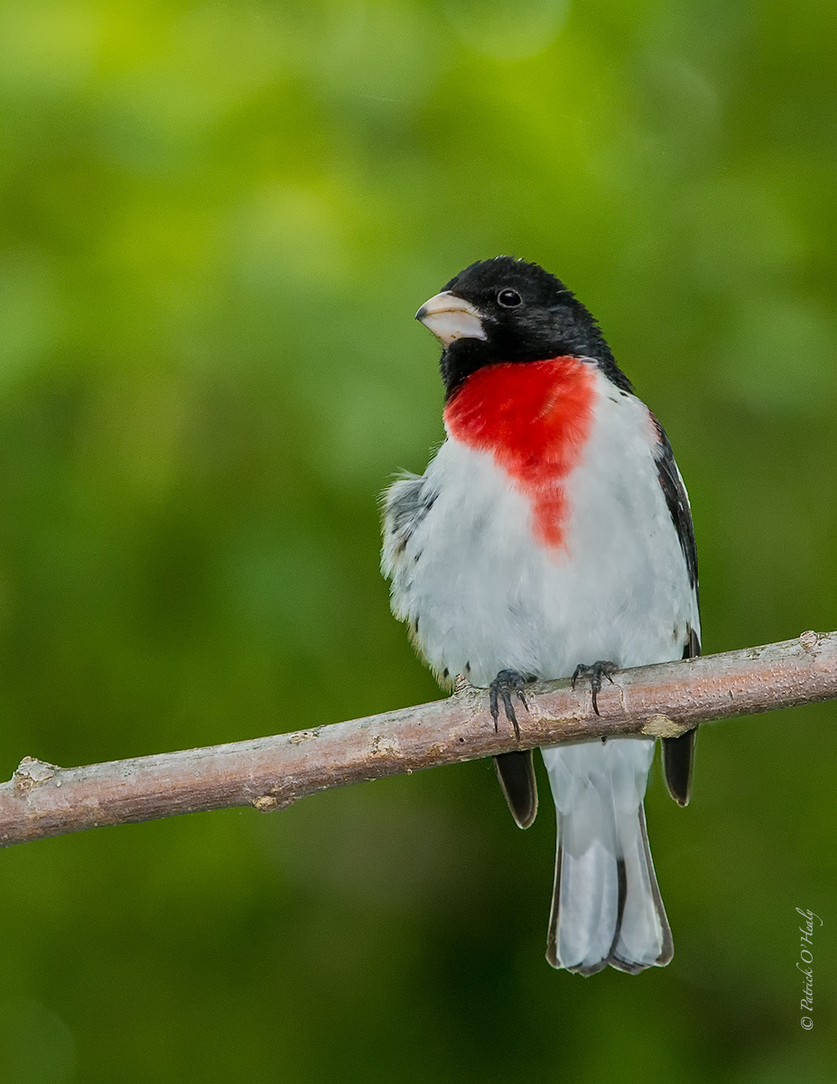 Rose-breasted Grosbeak
