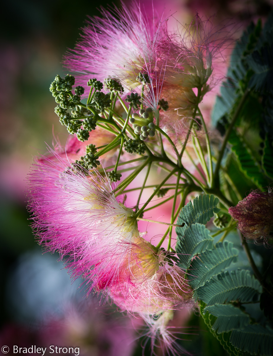 Mimosa +Repost