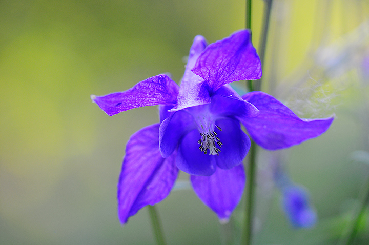 Columbine