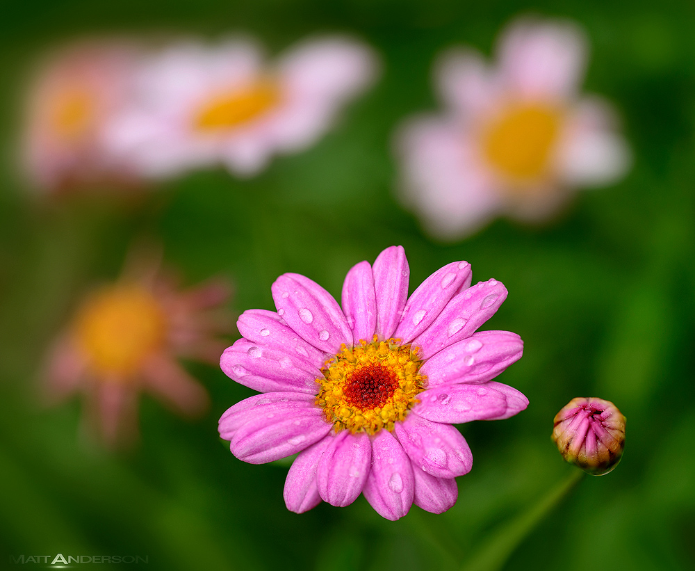 African Daisies