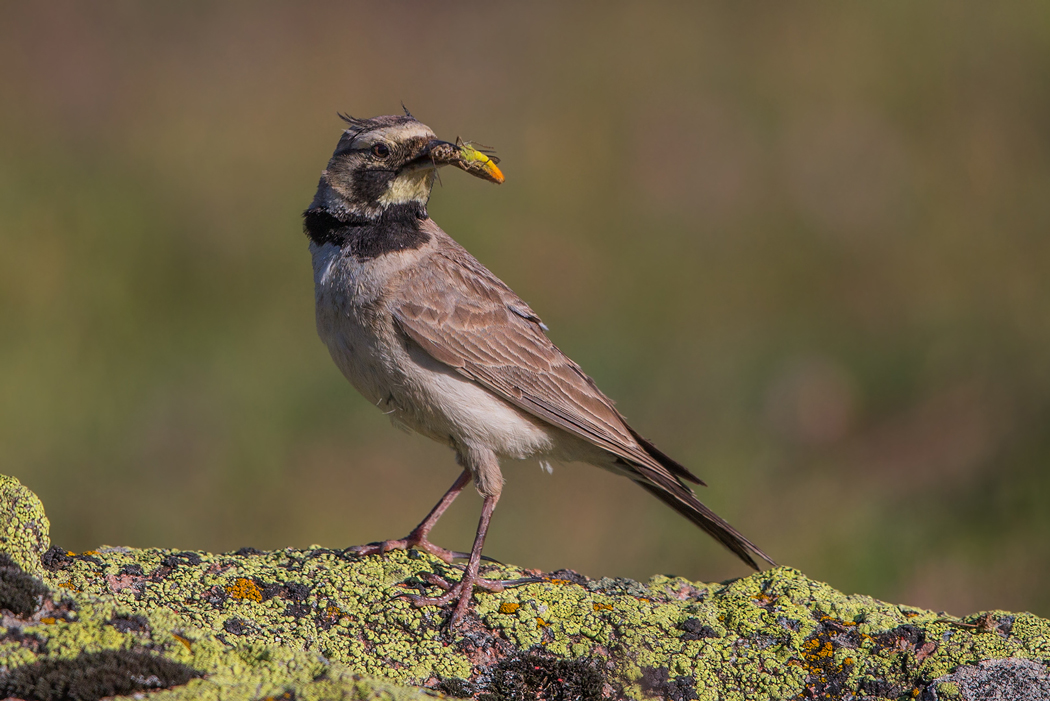 Shore Lark
