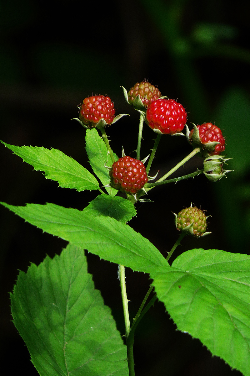 raspberries