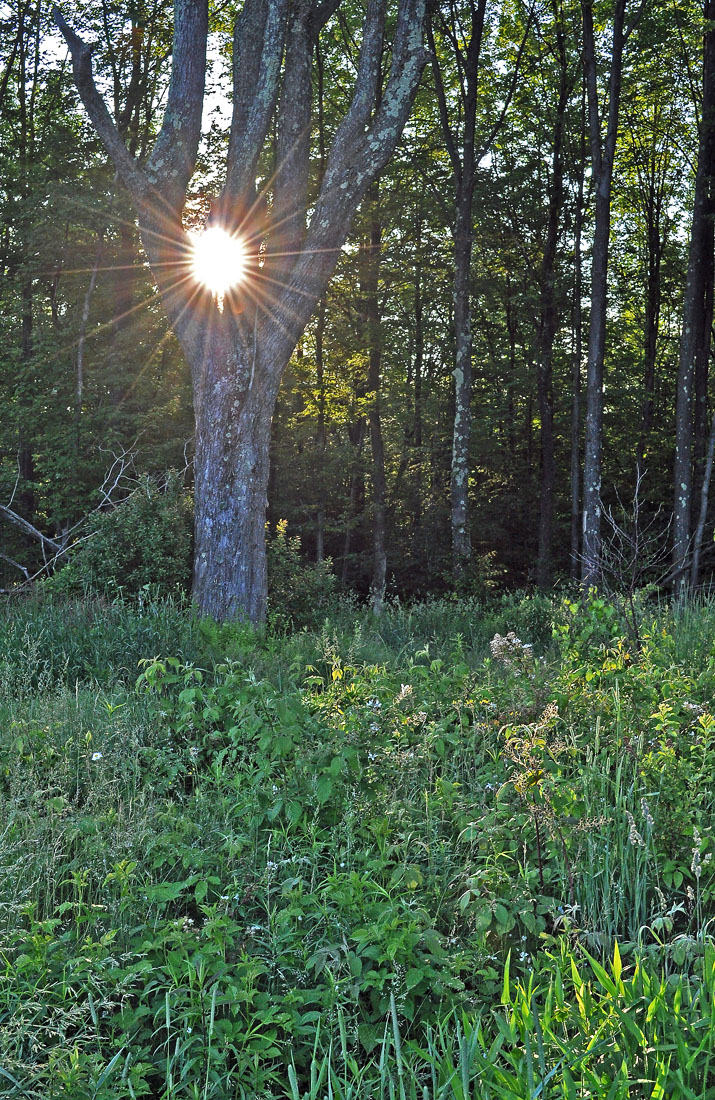 Rays of Hope