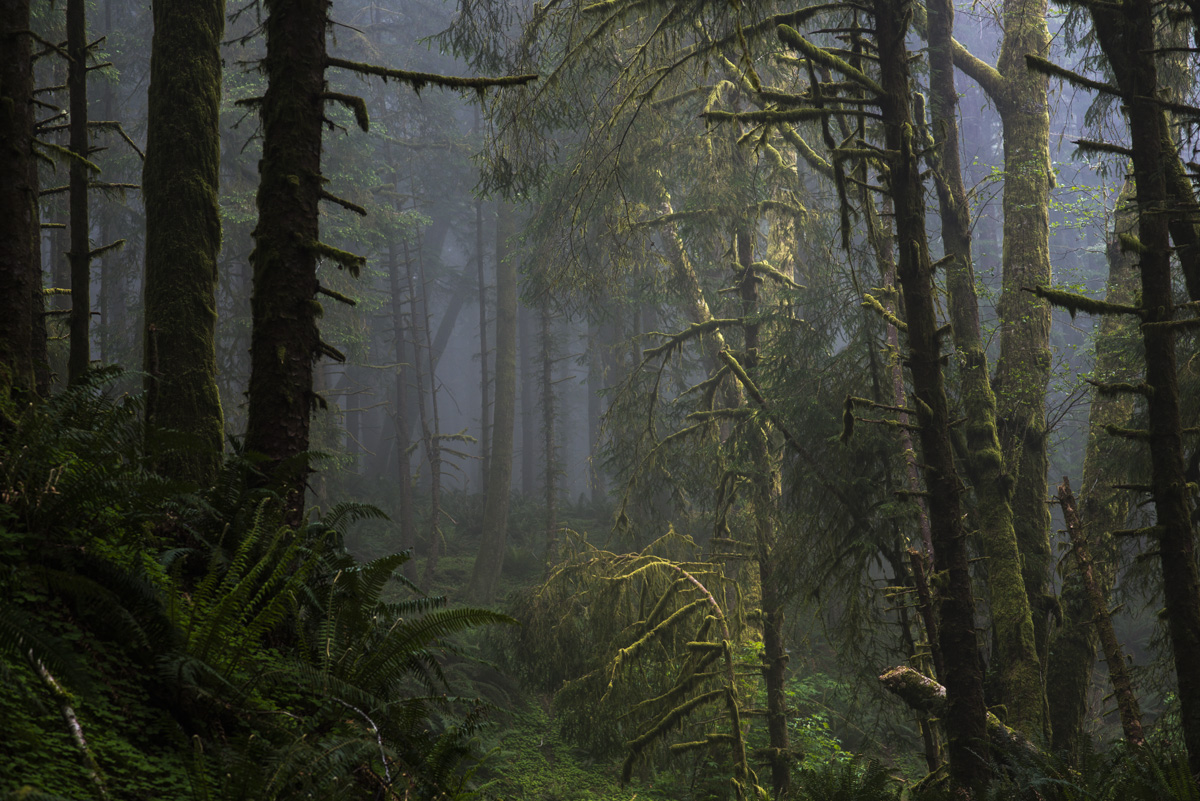 Ecola State Park road