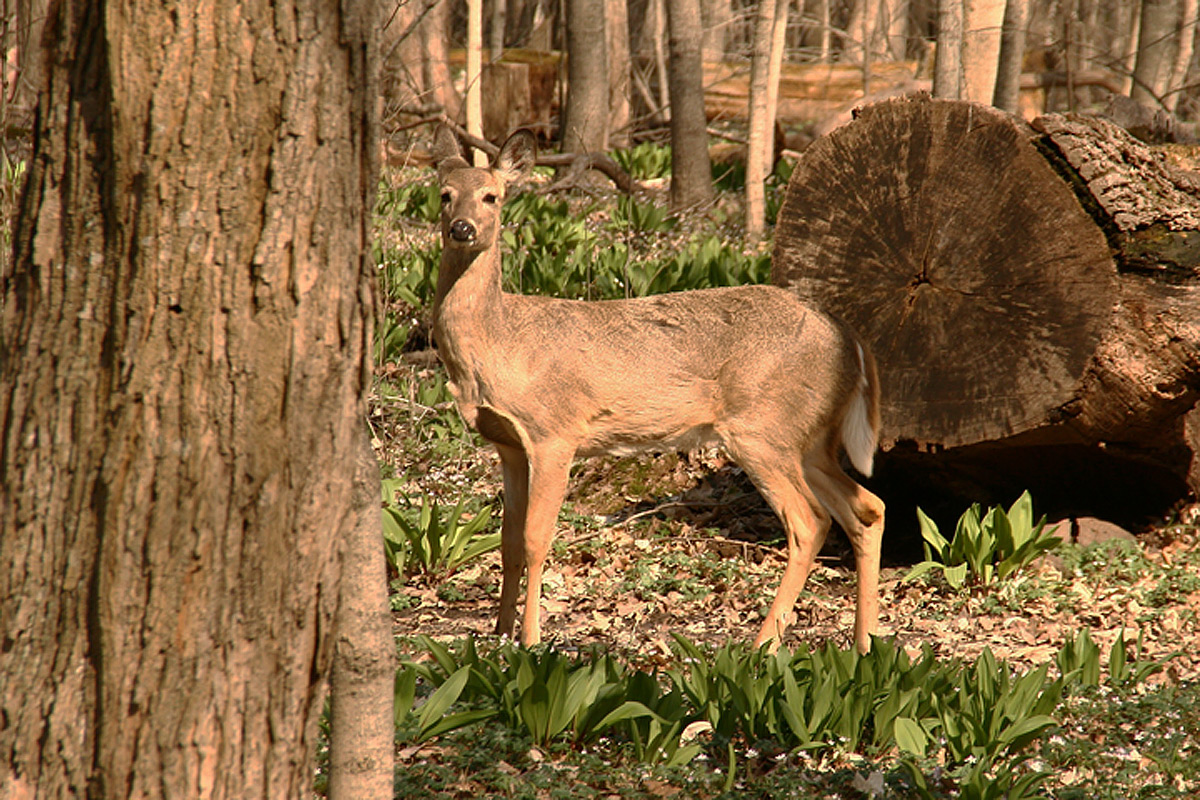 Spring doe in the Grove 