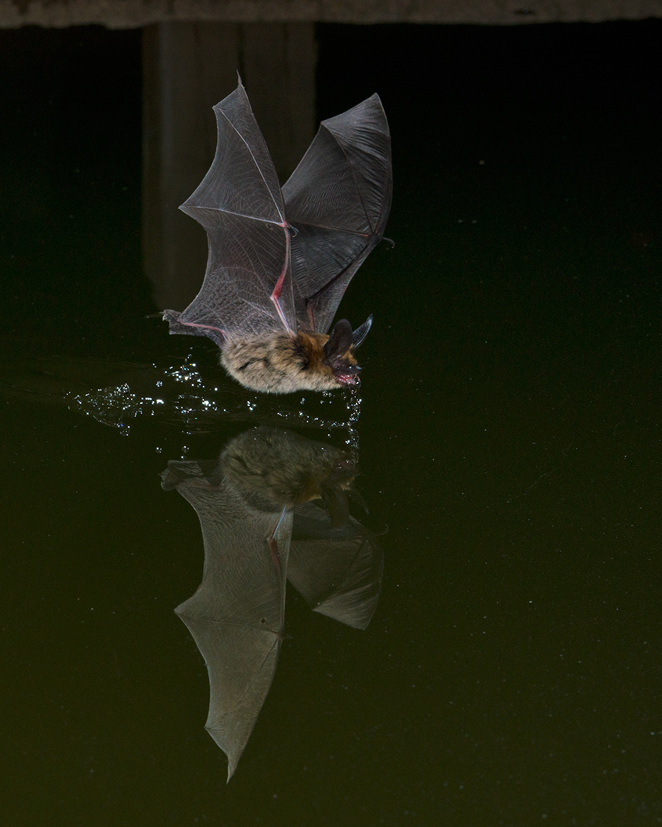 Long-eared Myotis