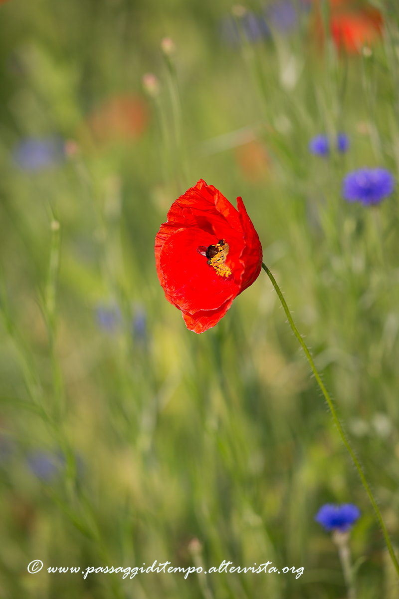 Poppy