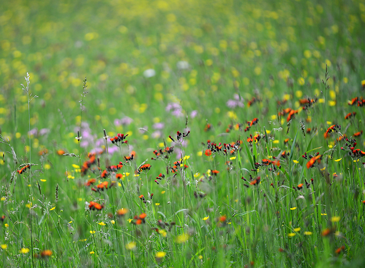    My  Meadow  scene #2