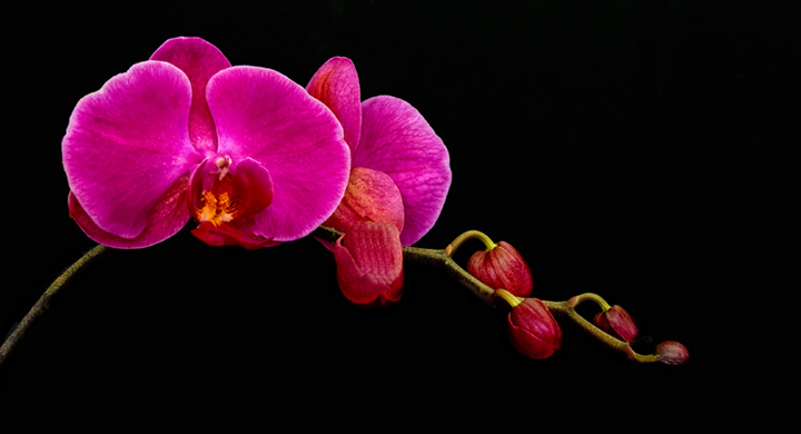 Hot Pink Orchids