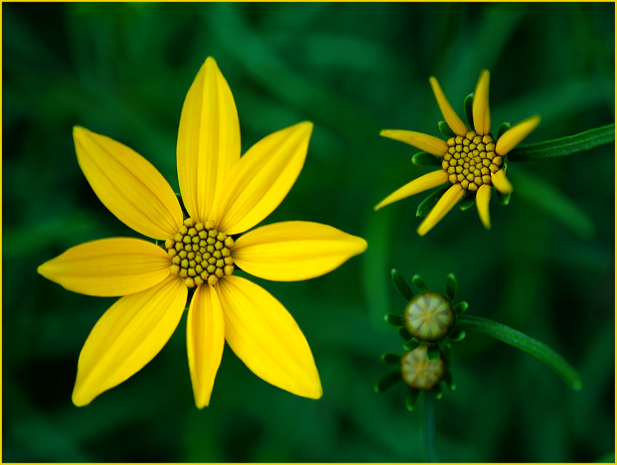 Coreopsis
