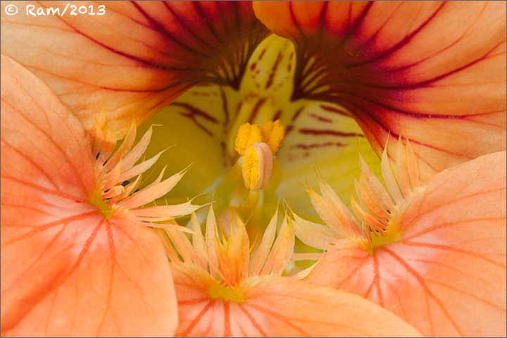 Nasturtium