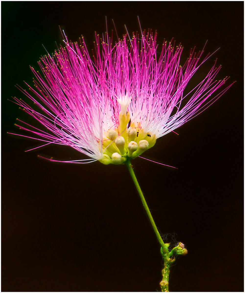 Mimosa 