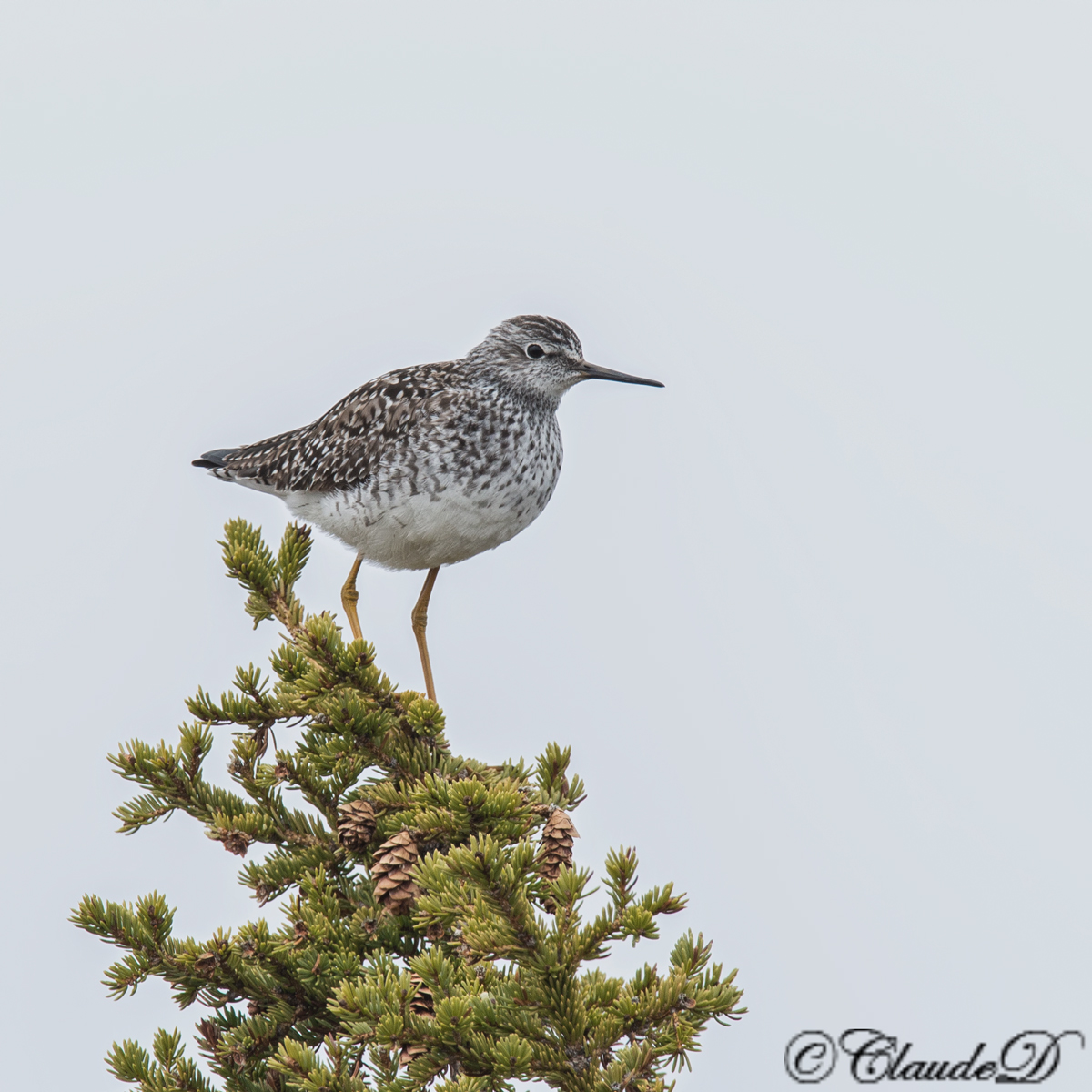 Greater Yellowlegs
