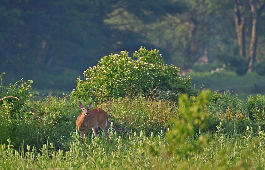 Savannah Whitetail