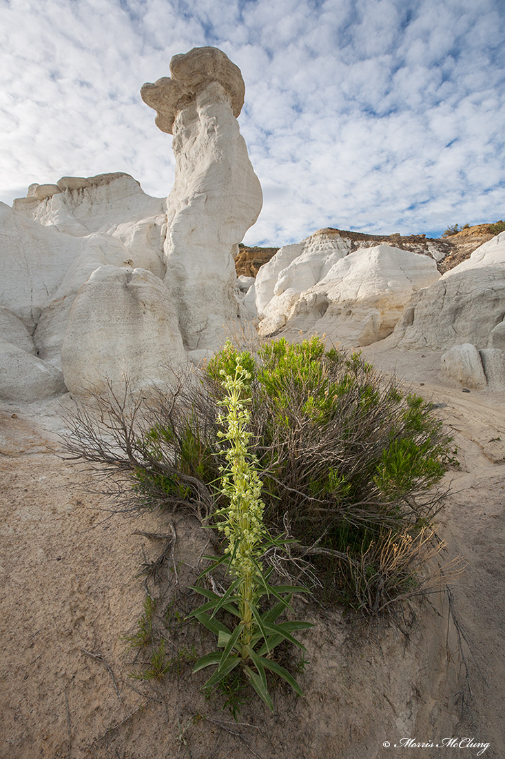 Prairie Hoodoo