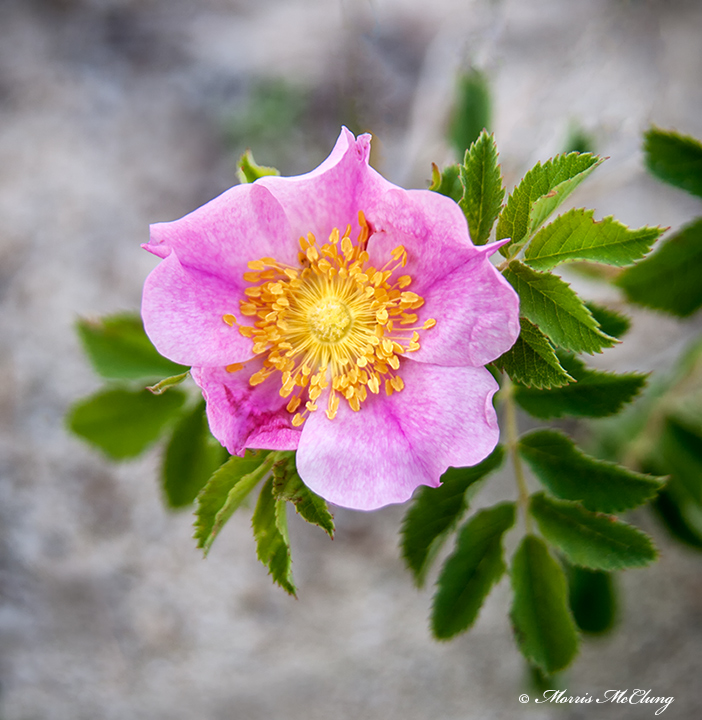 Desert Rose