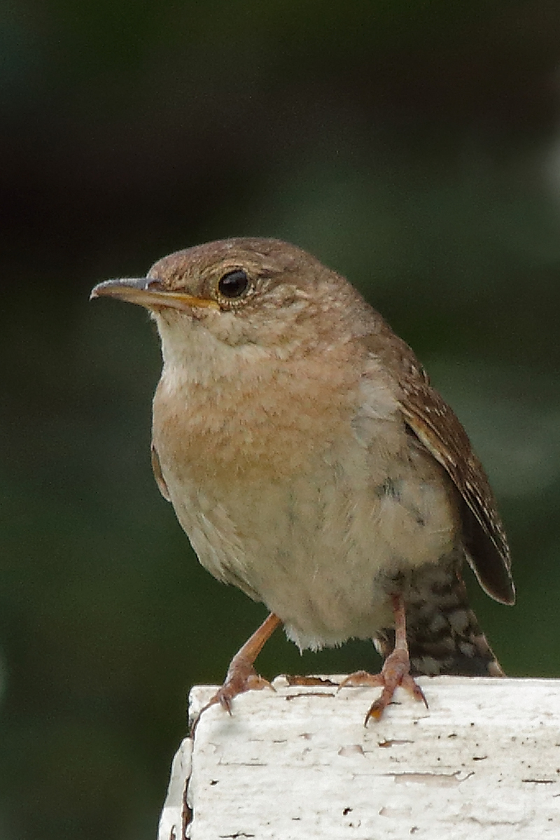 House wren