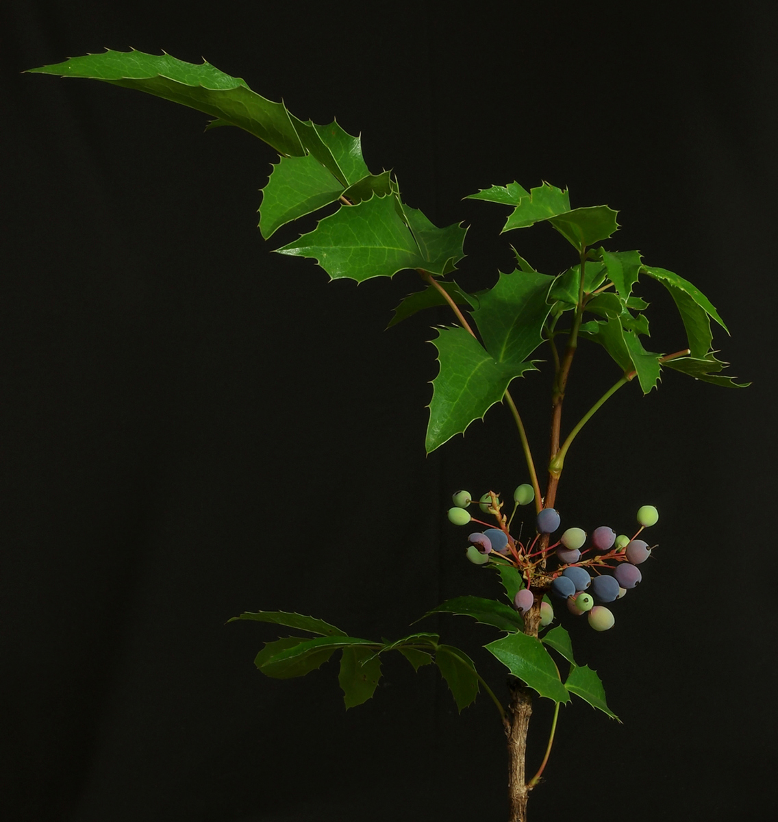 Oregon Grape