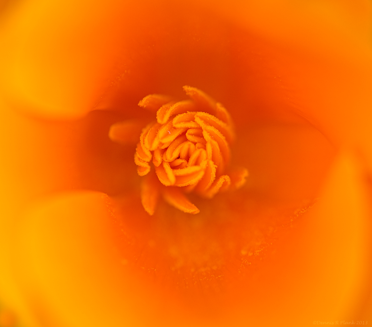 California Poppy