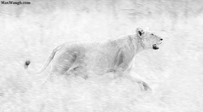 White Lion
