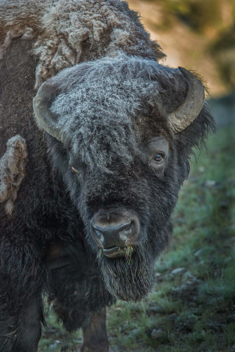 Frosty Bison