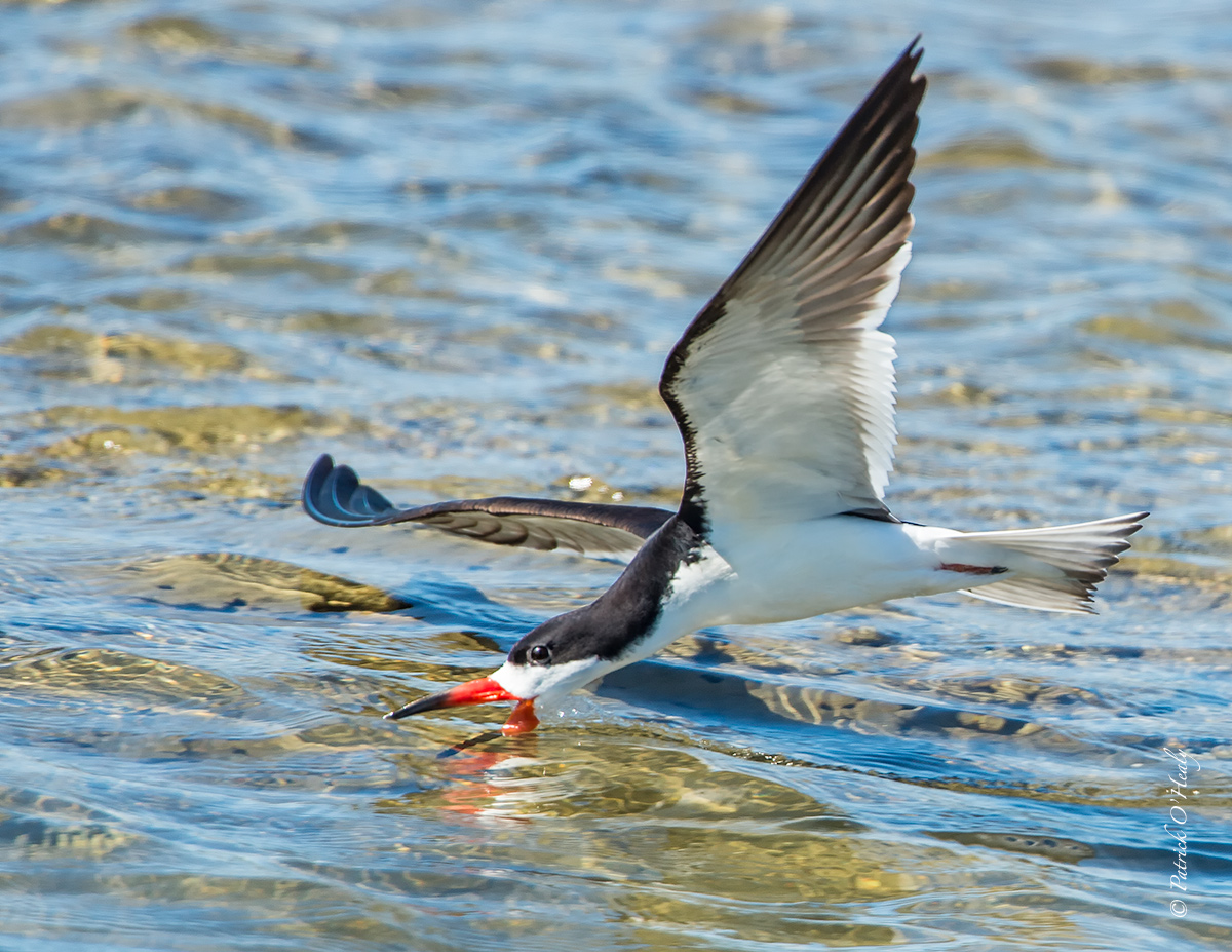Black Skimmer