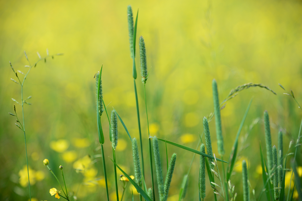 Meadow  scene #4