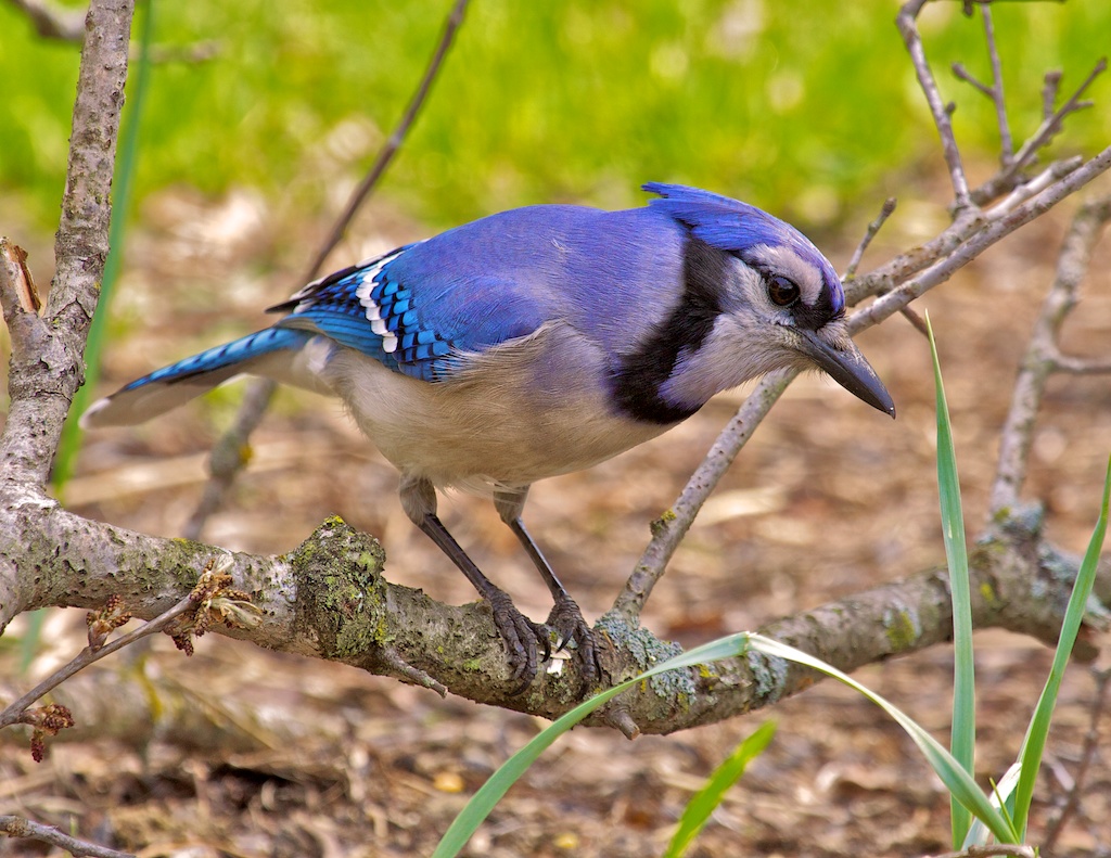 Blue Jay