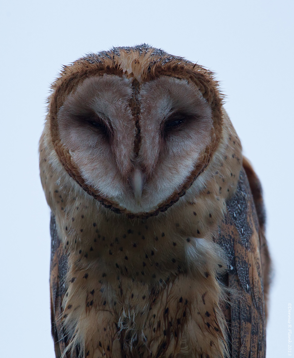 Last Barn Owl & repost