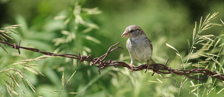 Bird on a wire