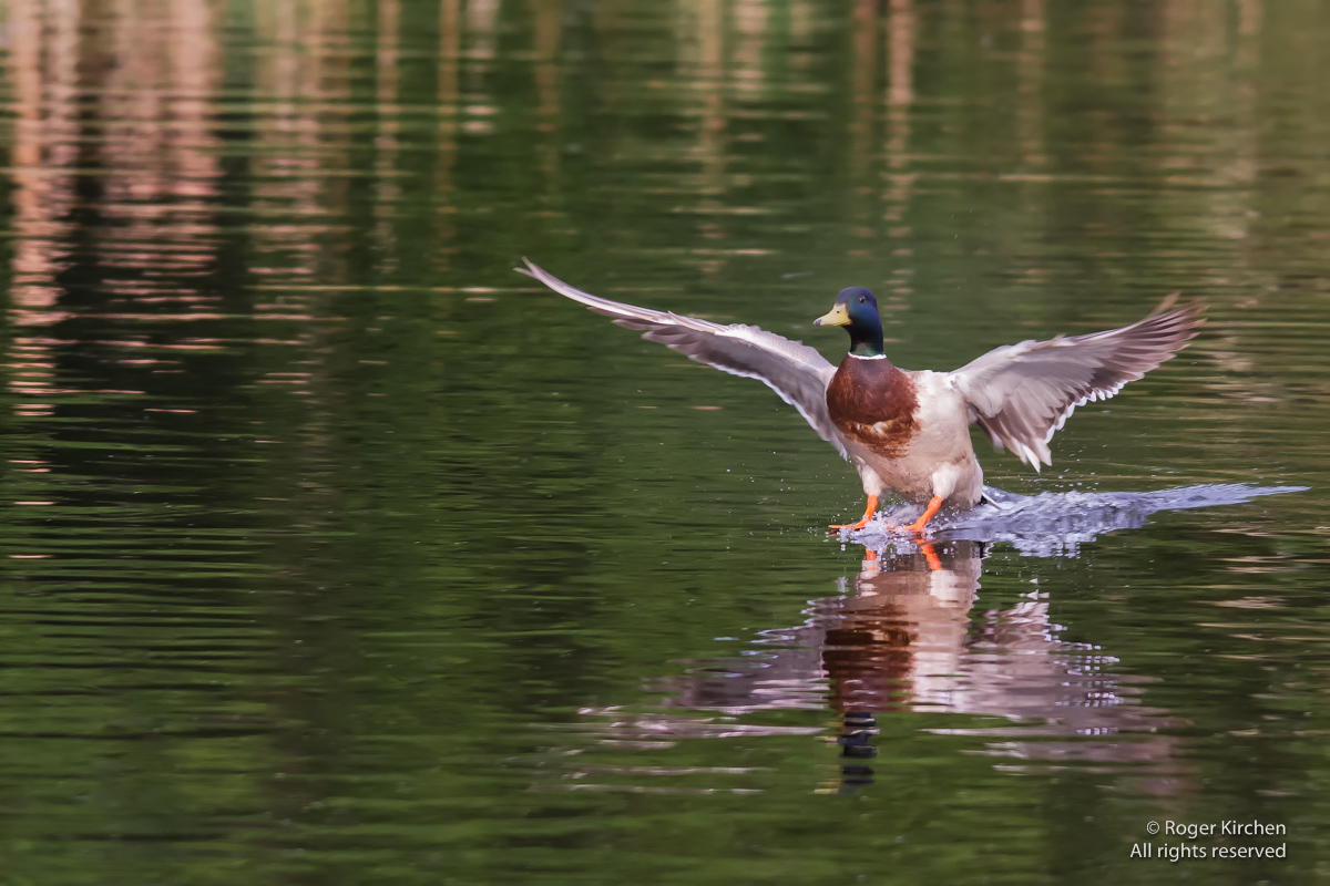Mallard landing