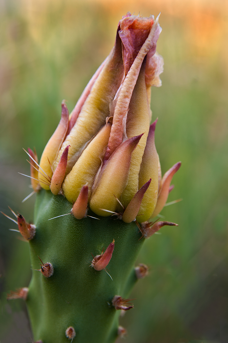 Ready to Bloom