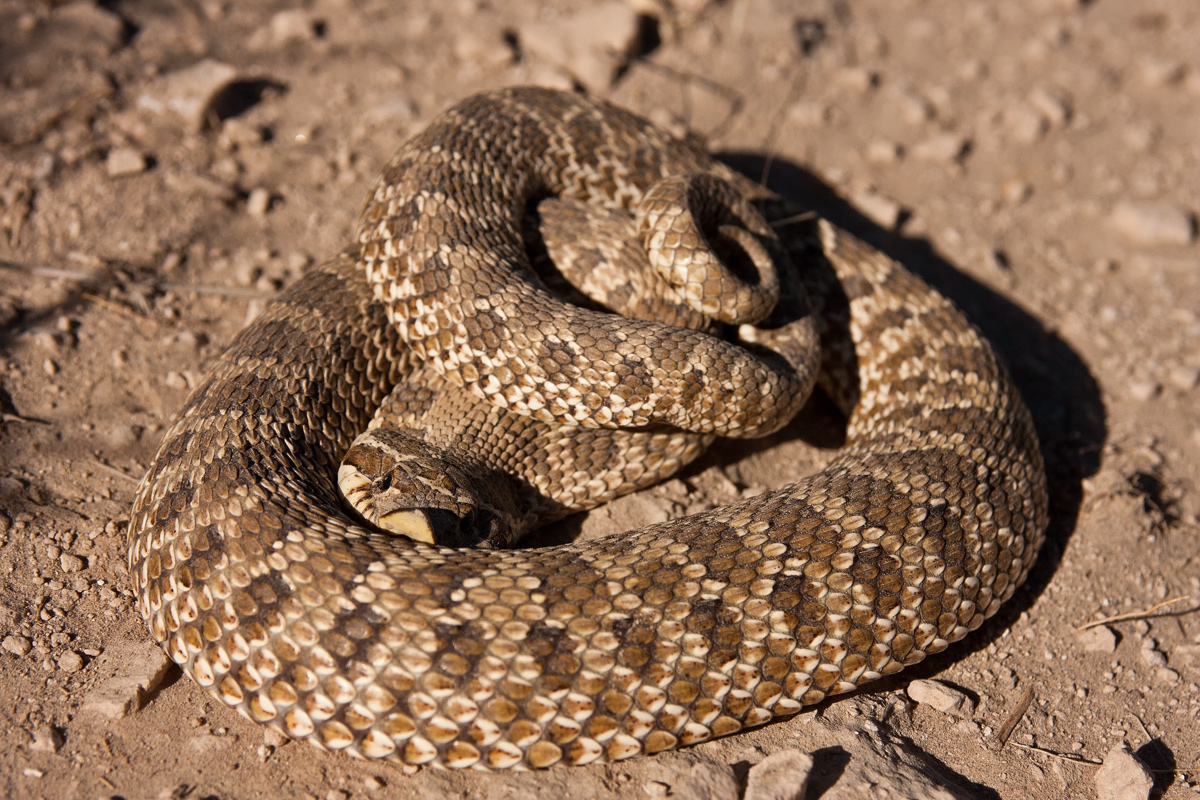 Western Hognose Snake 