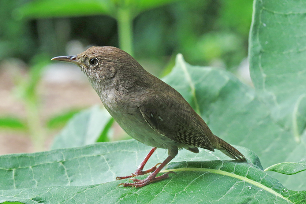 House wren 2
