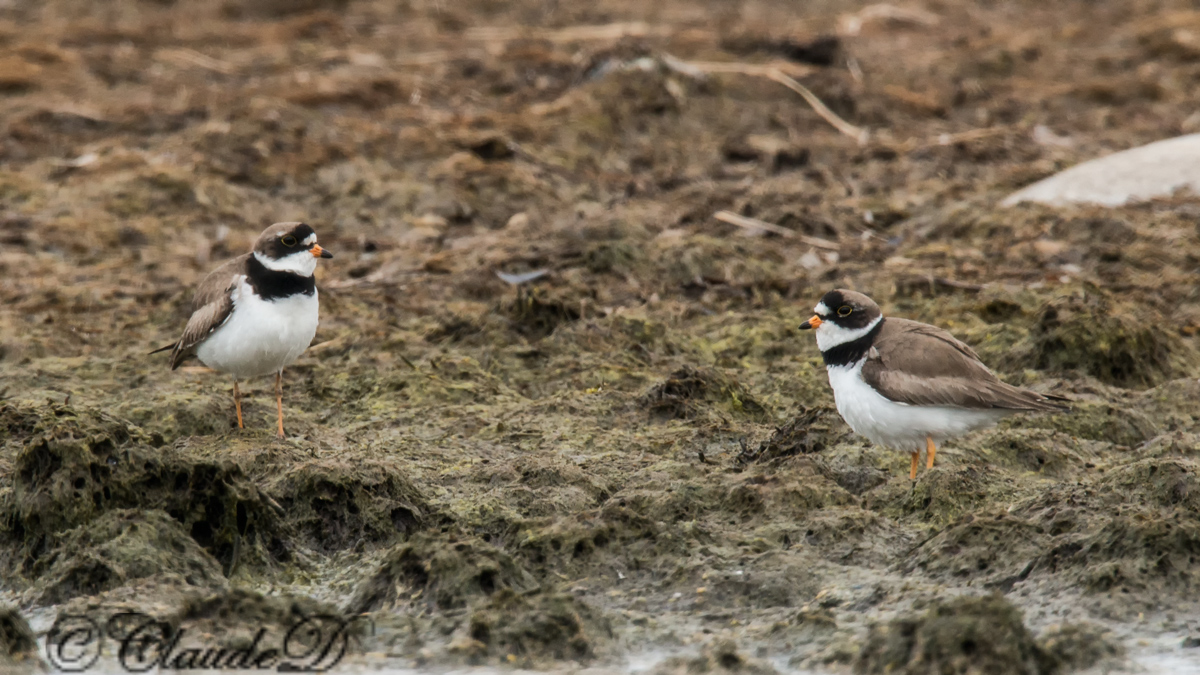Semipalmated Plover