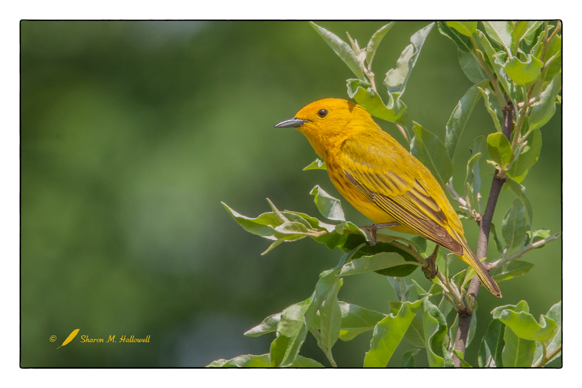 Yellow Warbler