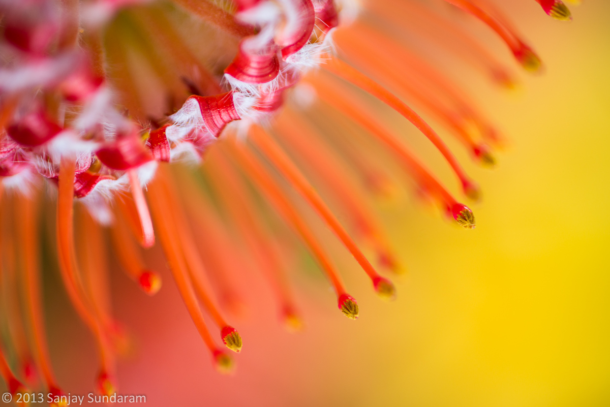 Pincushion Protea