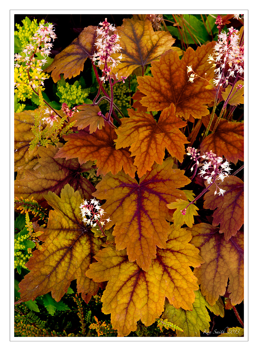 Heuchera