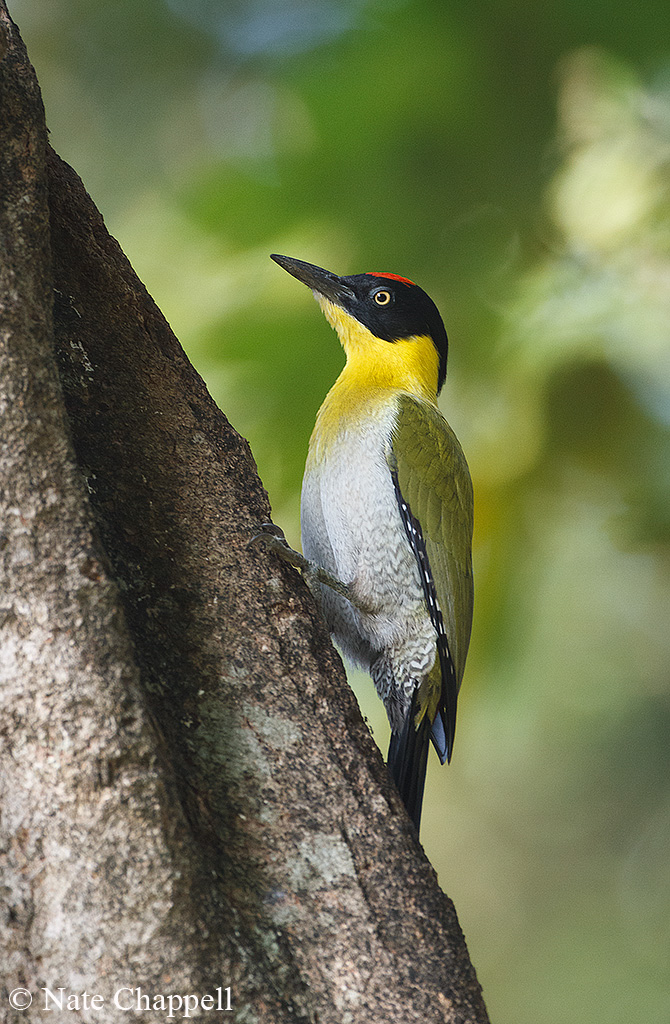 Black-headed Woodpecker