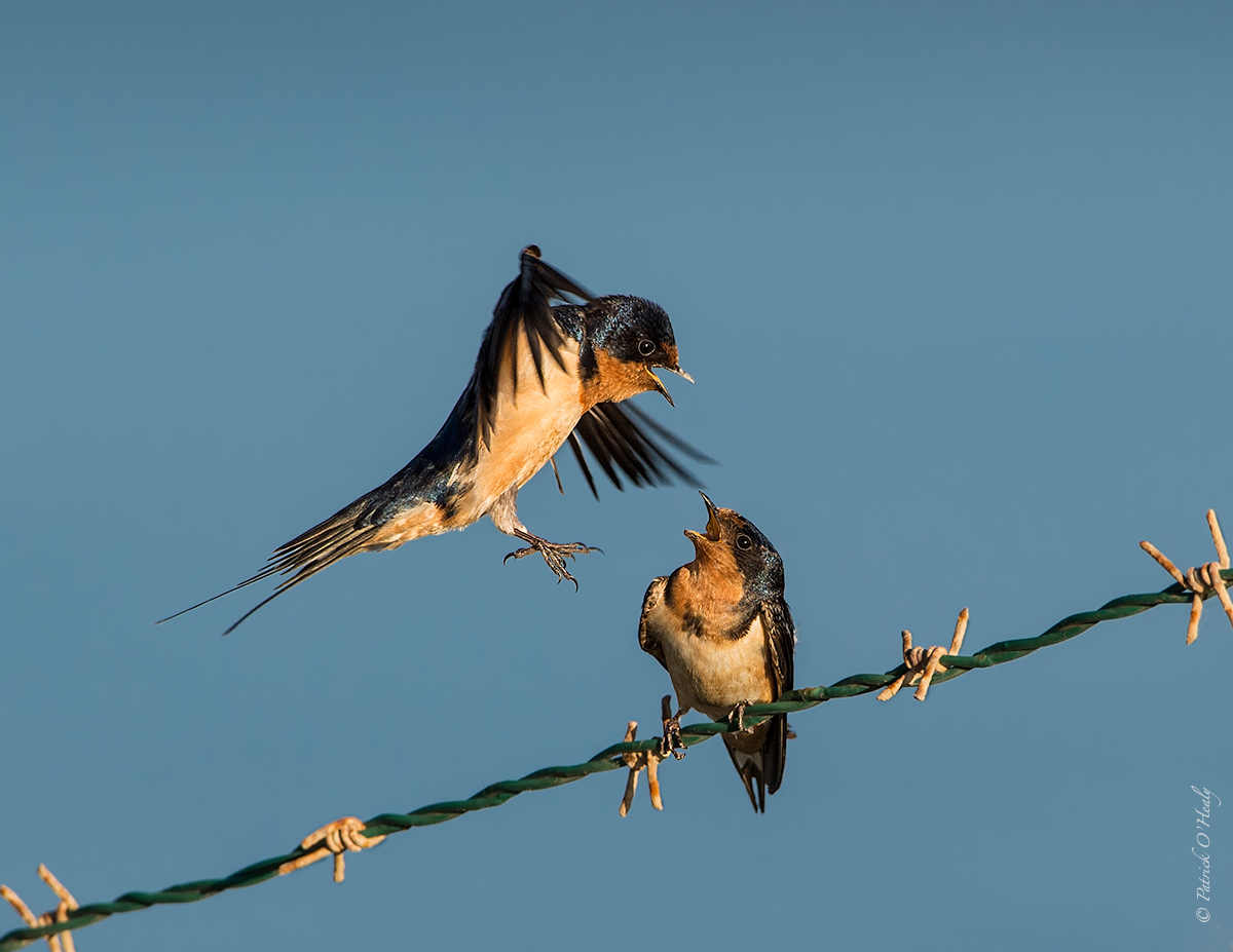 Barn Swallow Drama