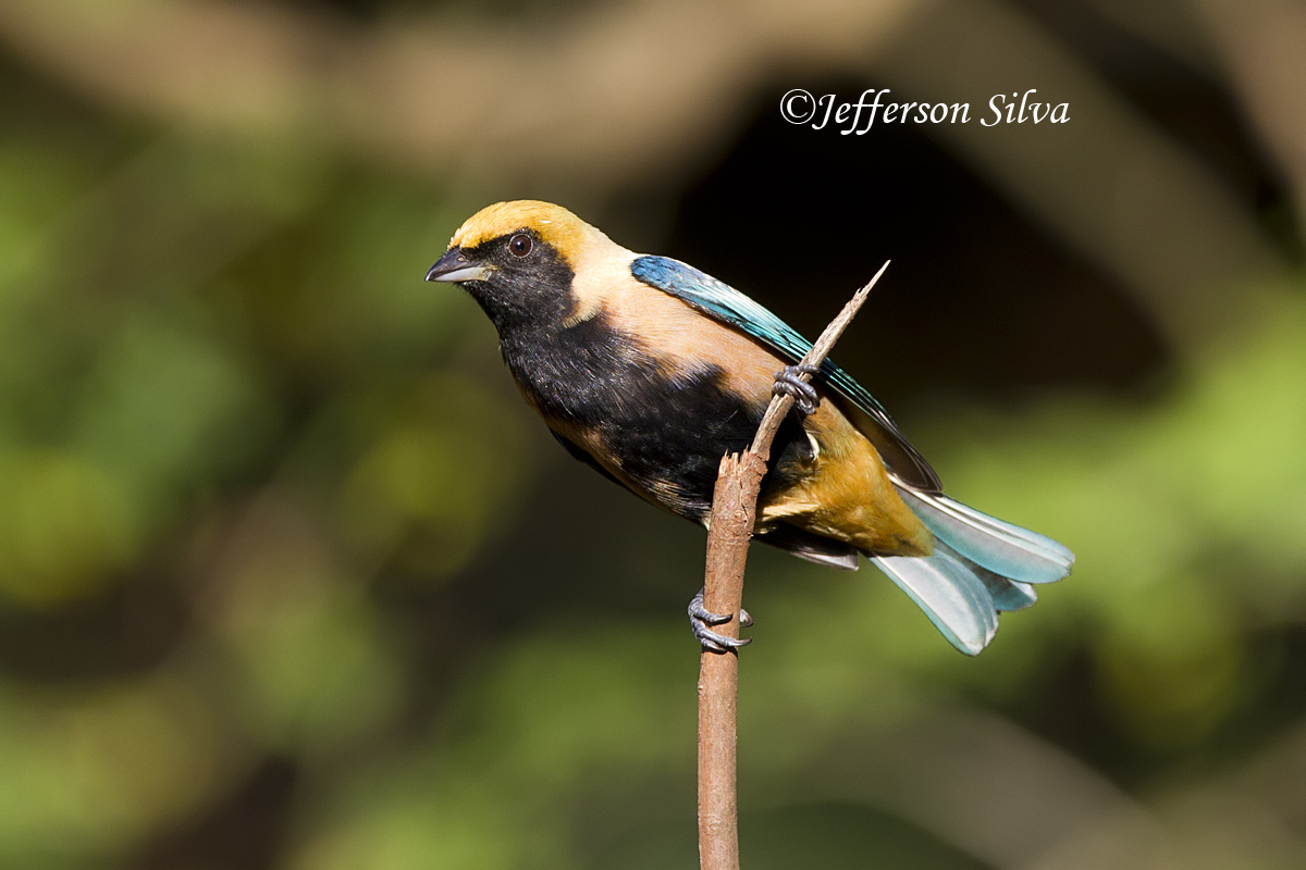 Burnished-buff Tanager
