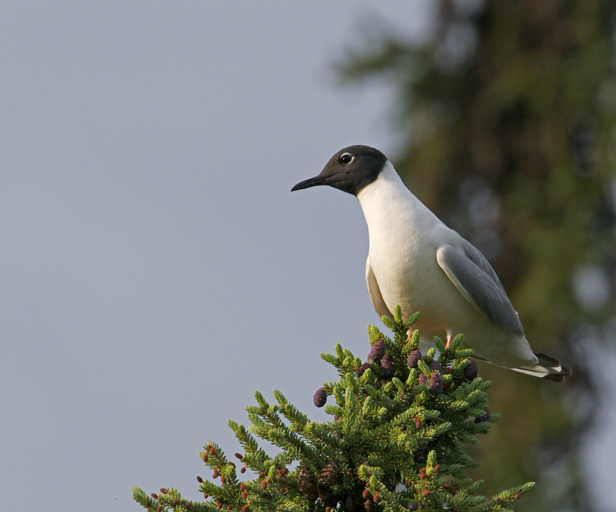 Bonaparte's Gull