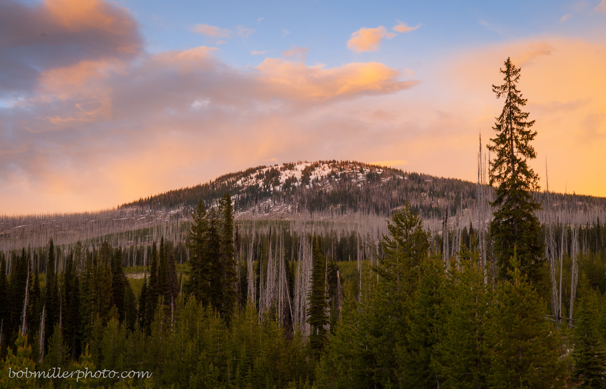 Bark Beetle Infestation