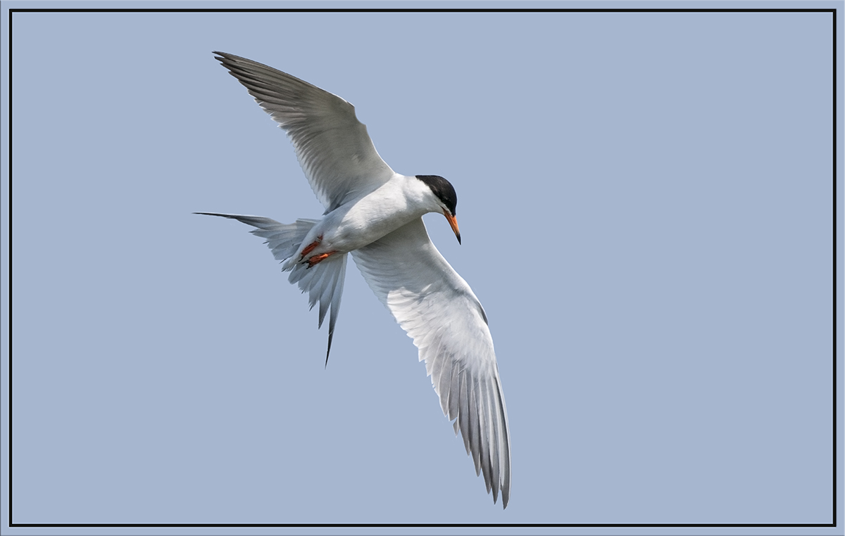 Tern