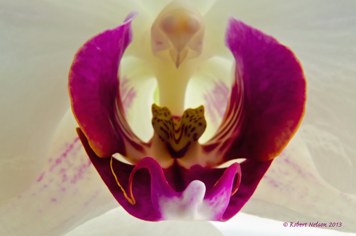 Orchid